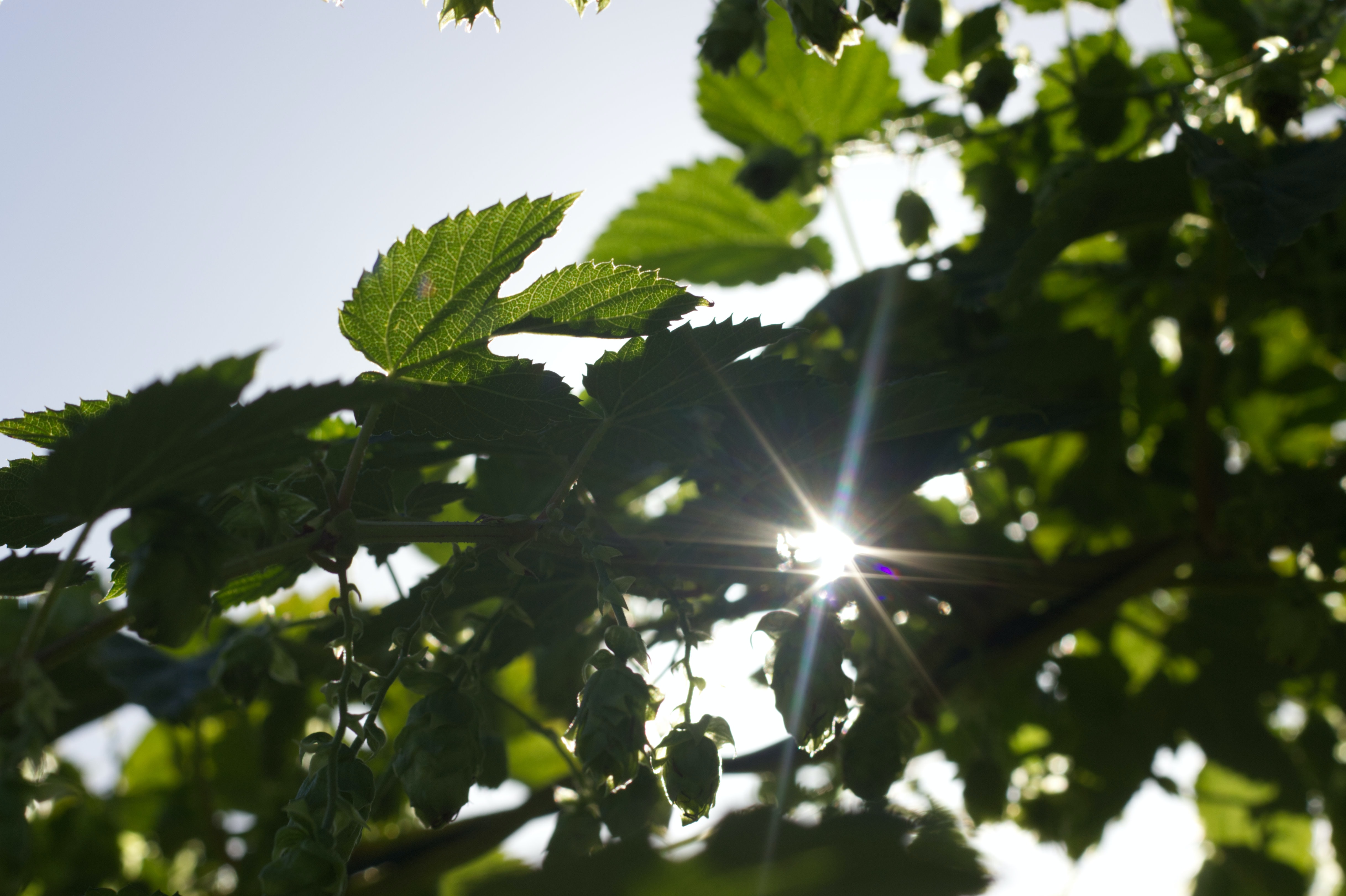 Gröna blad, blå himmel, ljusstrimma skiner mellan bladen.